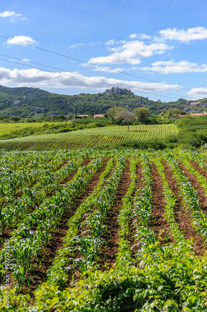 Corn and bean crops on a small electrified rural property in the countryside of Paraíba, Brazil on July 23, 2012 Corn and bean crops on a small electrified rural property in the countryside of Paraíba, Brazil on July 23, 2012
