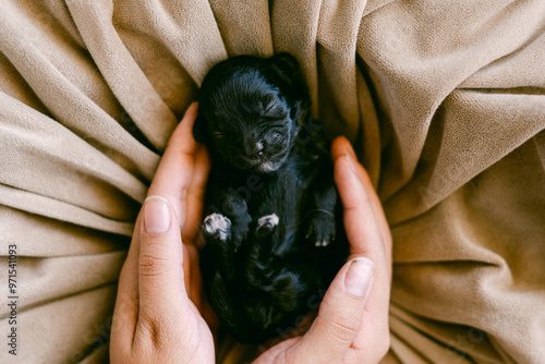 black puppy in hands