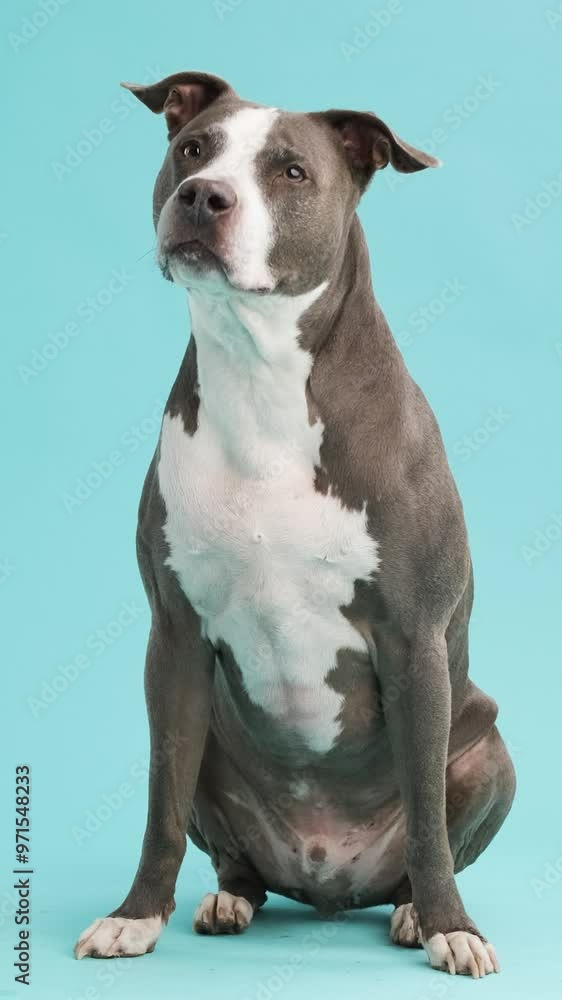 Full body Attentive Pit Bull Blue Sitting Against a blue Background Full body Attentive Pit Bull Blue Sitting Against a blue Background