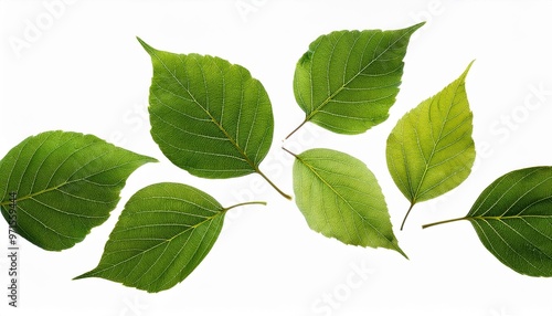 green leaves isolated on white