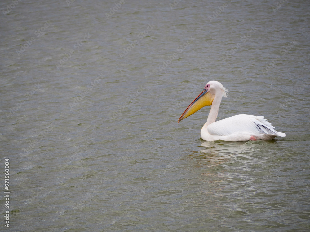 Fototapeta premium great white pelican (Pelecanus onocrotalus) floating on a lake