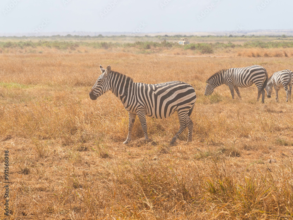 Fototapeta premium group of zebras (Equus quagga) during a Safari in Africa standing and eating grass in the Savannah