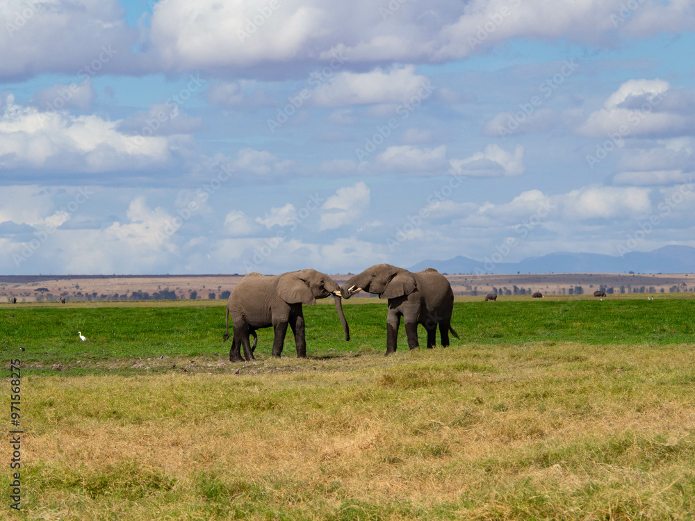 Two young african elephants (Loxodonta africana) playing in the Savannah during a Safari Two young african elephants (Loxodonta africana) playing in the Savannah during a Safari
