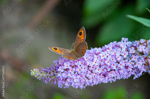 Fotografía Meadow brown butterfly