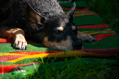 Hygiene and care of wet pet. Grooming dog after washing shower. Dog drying. Drying and washing. Wet dog dry itself outdoor. Pet animal care wash. Drying undercoat