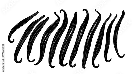 Vanilla beans arranged neatly on surface, showing length and curvature, vector illustration art