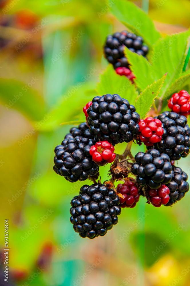 Branch of ripe blackberry on a bush in a garden. Fresh blackberries. Ripe organic blackberry. Fresh red ripe blackberries. Organic berry harvest. Vitamin greenhouse garden. Blackberry berry Branch of ripe blackberry on a bush in a garden. Fresh blackberries. Ripe organic blackberry. Fresh red ripe blackberries. Organic berry harvest. Vitamin greenhouse garden. Blackberry berry