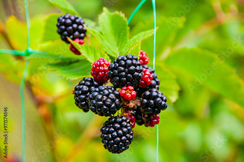 Blackberry berry. Branch of ripe blackberry on a bush in a garden. Fresh blackberries. Ripe organic blackberry. Fresh red ripe blackberries. Organic berry harvest. Vitamin vegetarian garden