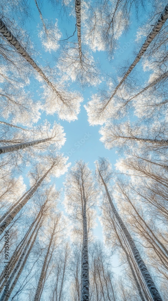 Bottom view of trees in a winter forest Bottom view of trees in a winter forest