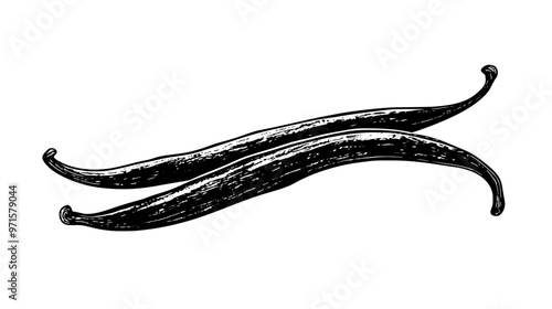 Single vanilla bean pod on plain surface, visible seeds and texture, vector illustration art