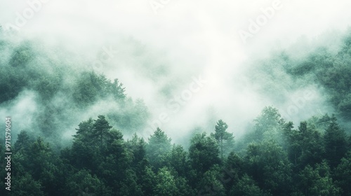 Horizontal view of an atmospheric landscape with a coniferous forest in a thick fog.