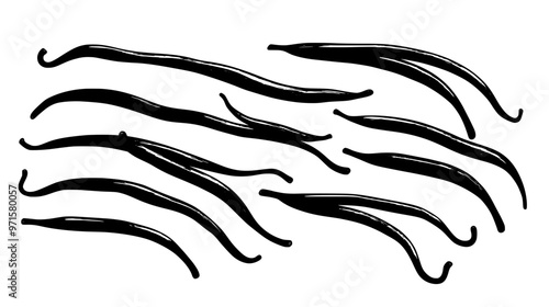 Vanilla beans arranged neatly on surface, showing length and curvature, vector illustration art