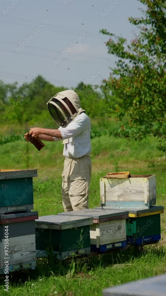 Examining the condition of frames at little bee farm. Man in protective cap takes a frame and shakes off the insects. Vertical video Examining the condition of frames at little bee farm. Man in protective cap takes a frame and shakes off the insects. Vertical video