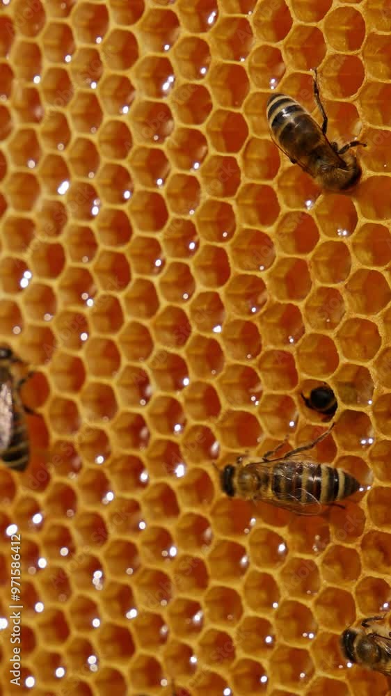 Beautiful shiny bees crawling over the light wax frame. Freshly produced honey shining in the cells. Sealed cells at backdrop in blur. Vertical video Beautiful shiny bees crawling over the light wax frame. Freshly produced honey shining in the cells. Sealed cells at backdrop in blur. Vertical video