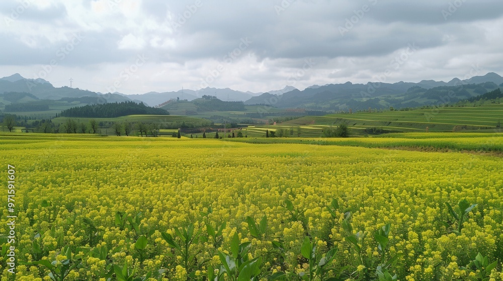 Lush Canola Flower Fields in Yunnan Province Scenic Countryside Landscape Lush Canola Flower Fields in Yunnan Province Scenic Countryside Landscape
