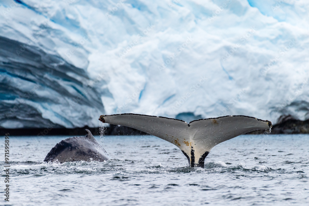 Obraz premium Close-up of the tail of a diving humpback whale -Megaptera novaeangliae. Image taken in the Graham passage, near Charlotte Bay, Antarctic Peninsula.