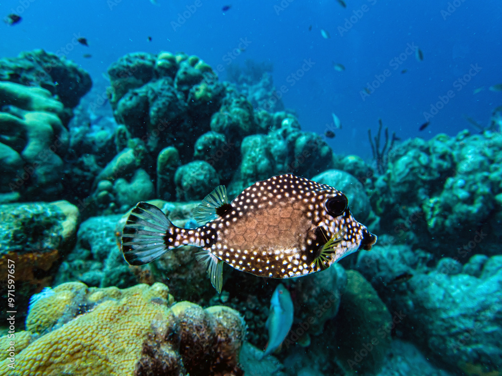 Fototapeta premium spotted trunkfish ,Lactophrys bicaudal