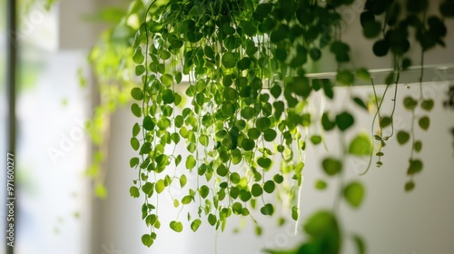 Hanging Green Plant with a Soft Blurred Background