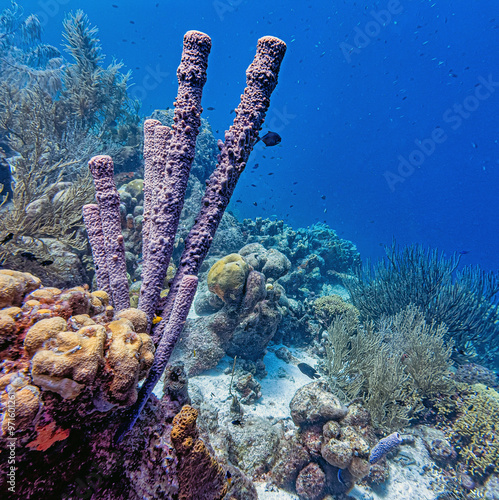 branching vase sponge,Callyspongia ,Cladochalina, aculeata photo