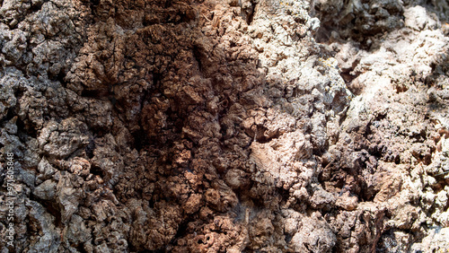 Wallpaper Mural Detail of a photograph of the wood of an old tree trunk. Torontodigital.ca