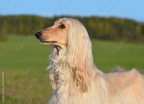 Fototapeta Naklejka Na Ścianę i Meble -  Beautiful Afghan Hound dog