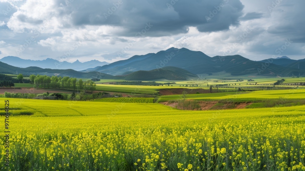 Stunning Canola Flower Fields in Yunnan Luoping with Majestic Mountains and Dramatic Cloudy Sky Stunning Canola Flower Fields in Yunnan Luoping with Majestic Mountains and Dramatic Cloudy Sky