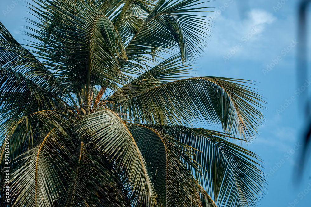 Fototapeta premium palm tree tropical background green and blue
