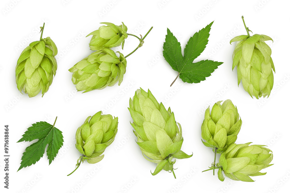 Hop cones isolated on white background. Beer brewing ingredients. op view. Flat lay Hop cones isolated on white background. Beer brewing ingredients. op view. Flat lay
