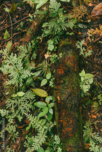 Portrait of vegetation in the Amazon rainforest. photo