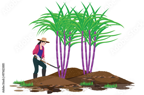 A young woman from the countryside is cutting sugarcane.vector design