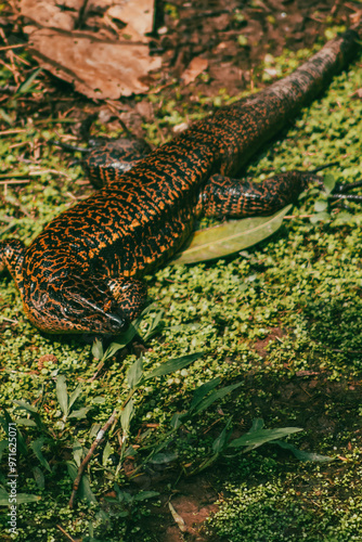 Portrait of the overa iguana in the amazon rainforest. photo