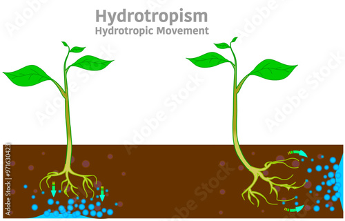 Hydrotropism, hydrotropic movement. Tropic movement plant parts, specifically root and stem, tend to move towards or away from water stimulus. Vector illustration
 