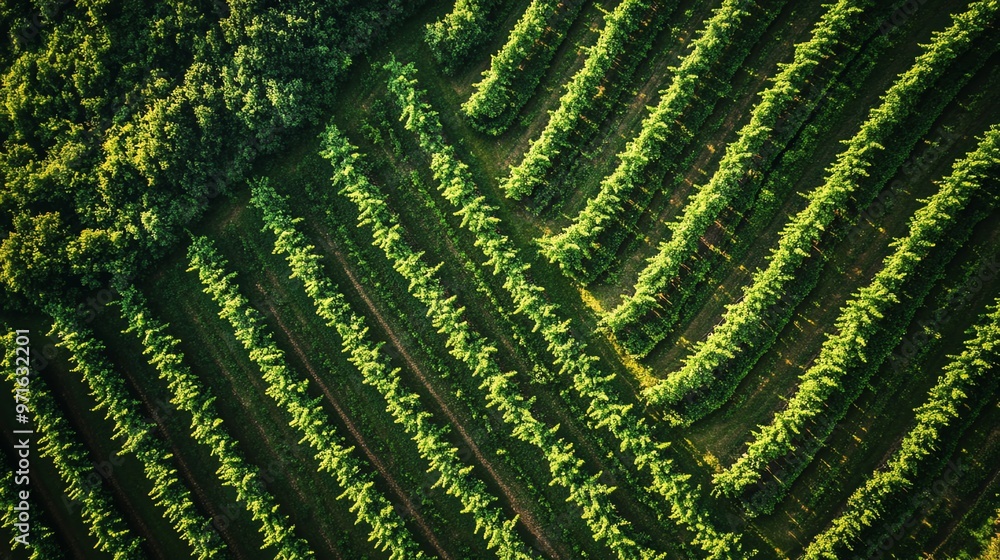 Fototapeta premium Aerial view of a lush green vineyard, rows of vines stretching out in a geometric pattern.