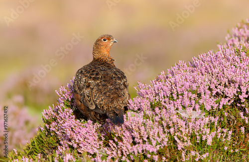 Red Grouse, Scientific name: Lagopus Lagopus.  Red Grouse male or cockbird alert and facing right in blooming pink heather.  Clean background.  Space for copy.  Horizontal. photo