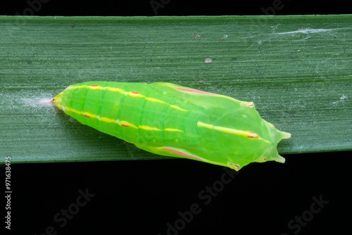 Butterfly larvae begin to pupate on the leaf photo