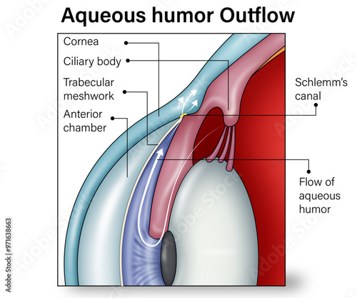 Zoomed in  Vector Illustration of Aqueous Humor Outflow Mechanism: Uveoscleral
Pathway, Trabecular Meshwork, and Schlemm's Canal with Detailed Labels and Anatomical
Annotations at 100x Magnifi