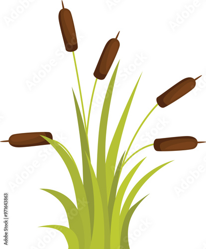 Green bush of broadleaf cattail with brown cylinders growing in swamp or pond