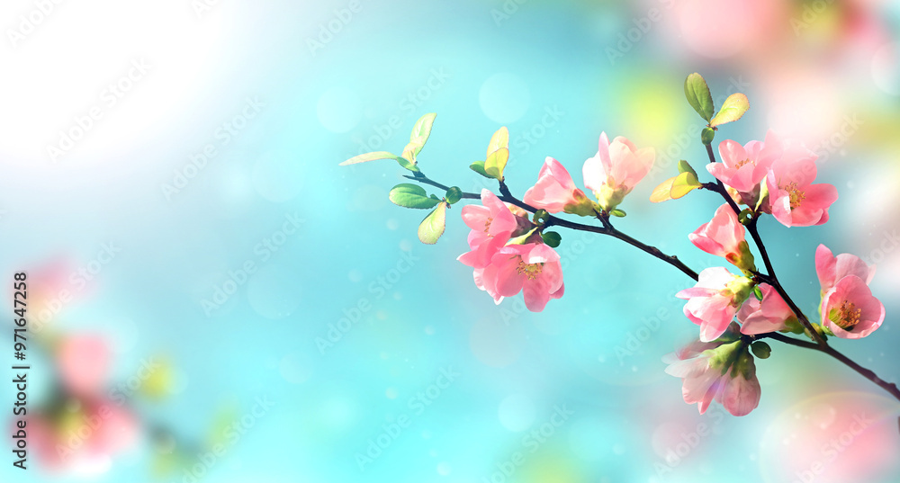 Flowering branches and petals on a blurred background. Flowering branches and petals on a blurred background.
