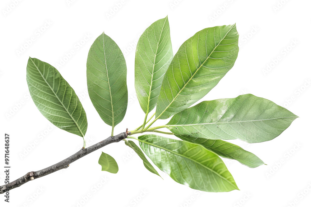 Sassafras isolated on a clear background for botanical design Sassafras isolated on a clear background for botanical design