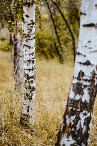 Birch tree trunks against a grassy forest landscape, with white bark and dark markings, creating a contrast in the natural surroundings photo