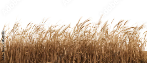 PNG  Golden wheat field isolated background