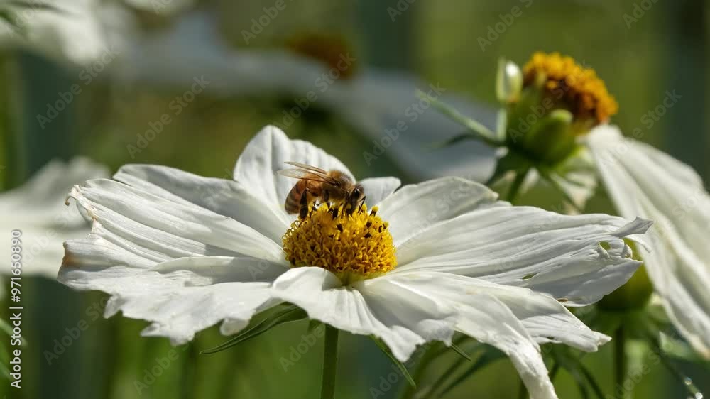 close-up of a honey bee (Apis mellifera) feeding on Cosmos (Cosmos bipinnatus) flower close-up of a honey bee (Apis mellifera) feeding on Cosmos (Cosmos bipinnatus) flower