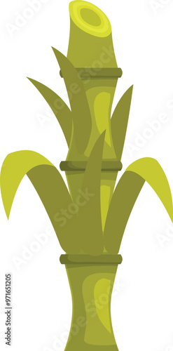 Single sugarcane plant growing green leaves isolated on a white background
