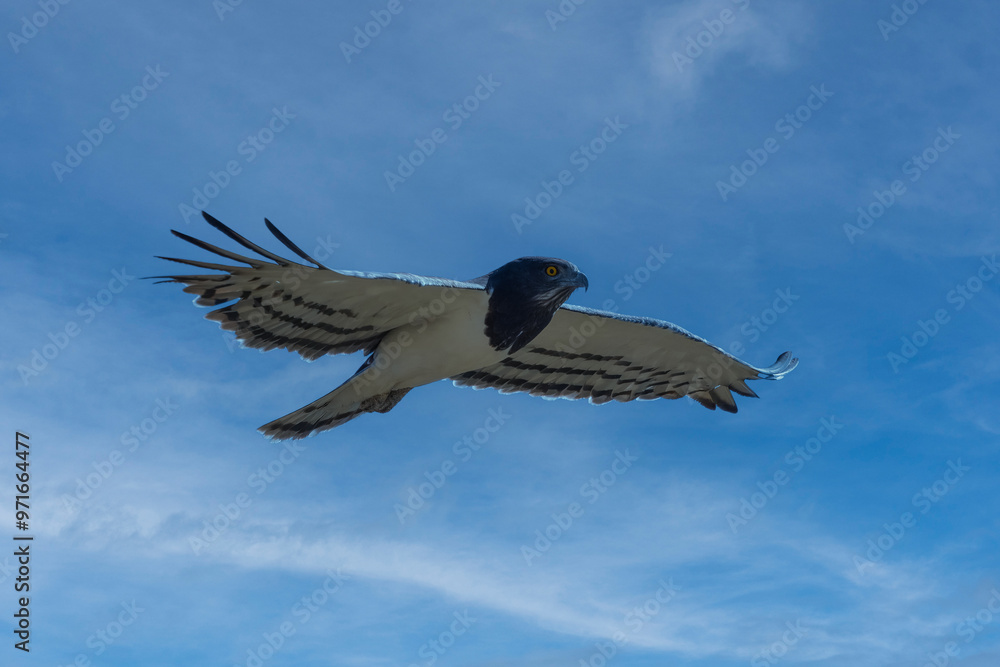 Obraz premium An adult Black chested Snake Eagle (Circaetus pectoralis) also known as Black breasted Snake Eagle coming in to land, against a blurred natural background, South Africa
