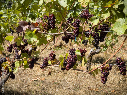 Red grapes growing in two layers on a double trellis system called the four arm Kniffin training system photo