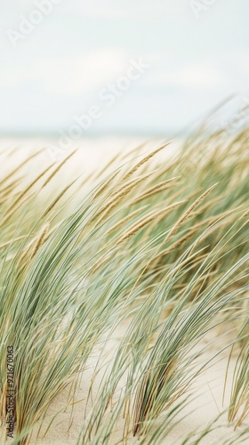 Fluttering Beach Grasses Choreographed by the Ocean Breeze photo