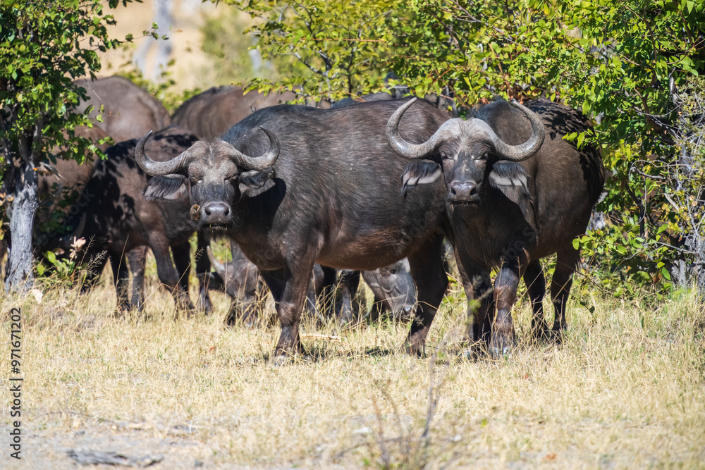 Herd of African buffalo or Cape buffalo (Syncerus caffer) in Moremi national park, Botswana Herd of African buffalo or Cape buffalo (Syncerus caffer) in Moremi national park, Botswana
