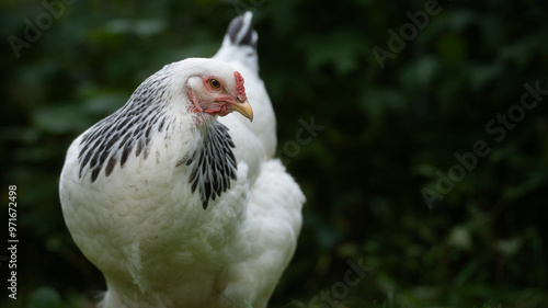 white chicken on a farm