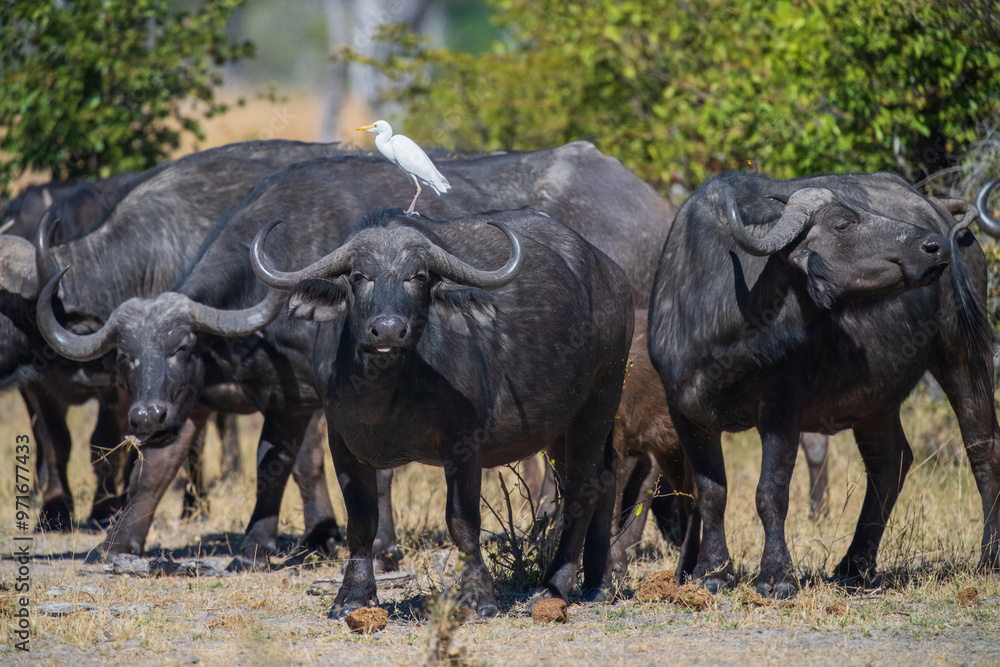 Herd of African buffalo or Cape buffalo (Syncerus caffer) in Moremi national park, Botswana Herd of African buffalo or Cape buffalo (Syncerus caffer) in Moremi national park, Botswana