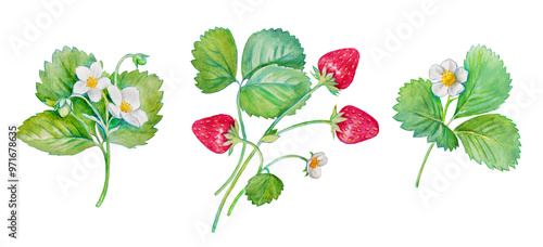 Strawberry , watercolor hand painted illustration of strawberries with green leaves and white flowers, red berries, blooming strawberry branch, sweet food, hand drawn watercolor pencils illustration